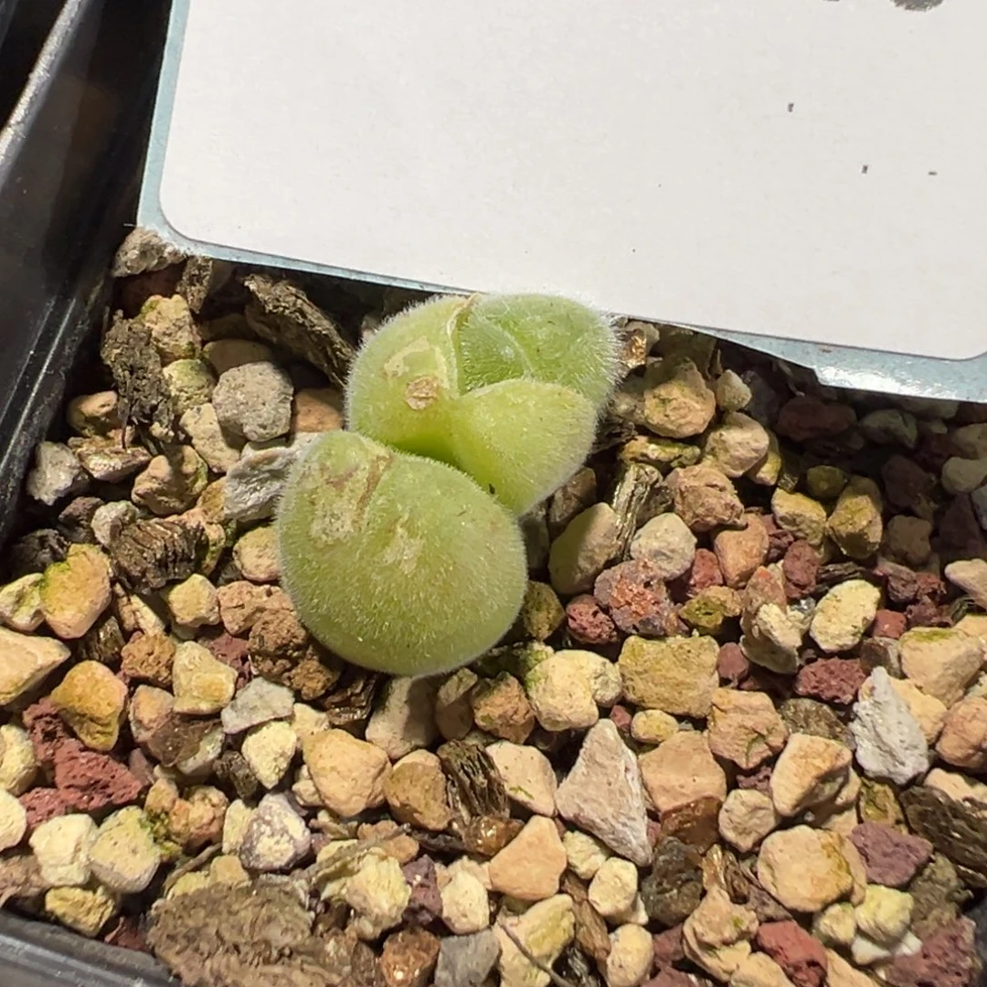 11-79肉锥多肉植物