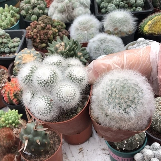 九****无花朵白小盯丽光殿带盆