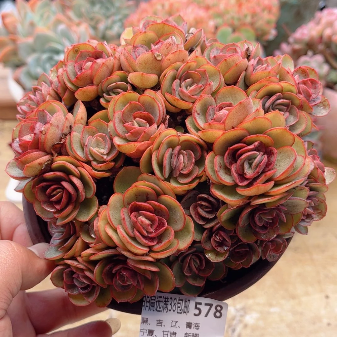 578秀妍德华多肉