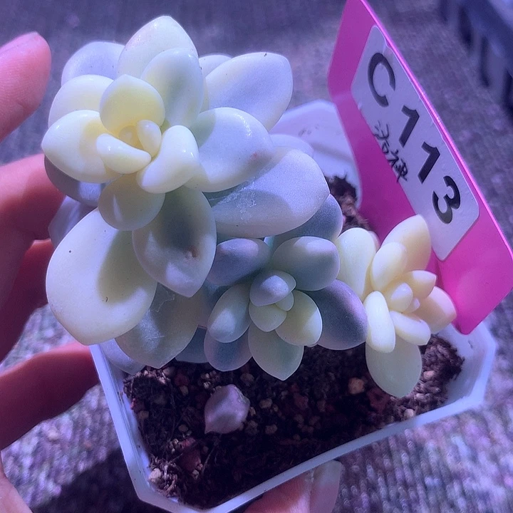 洛神洛神有根有根