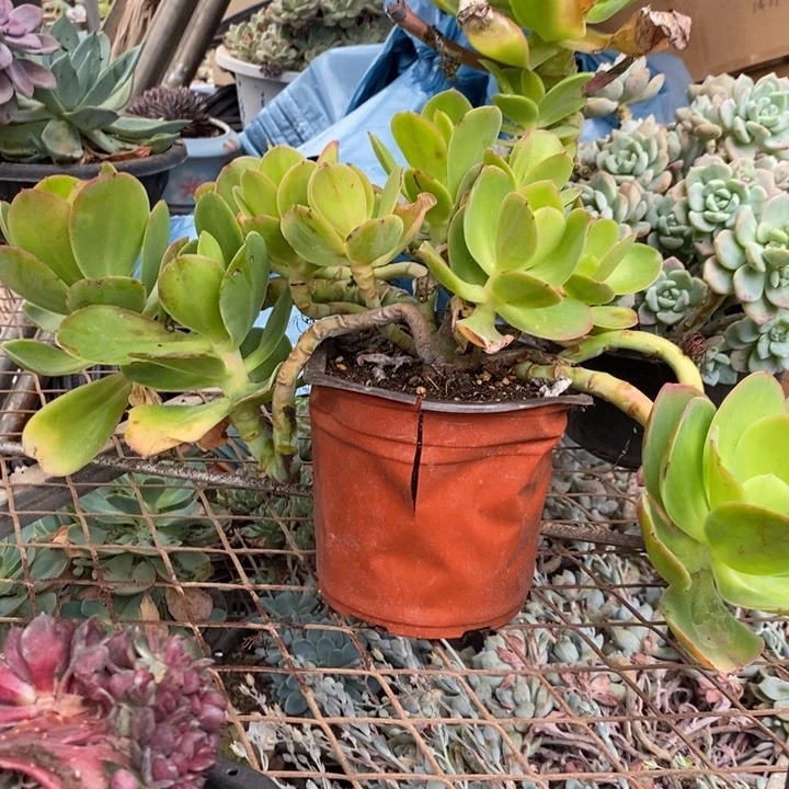 晴*?小七夕多肉柠檬卷88