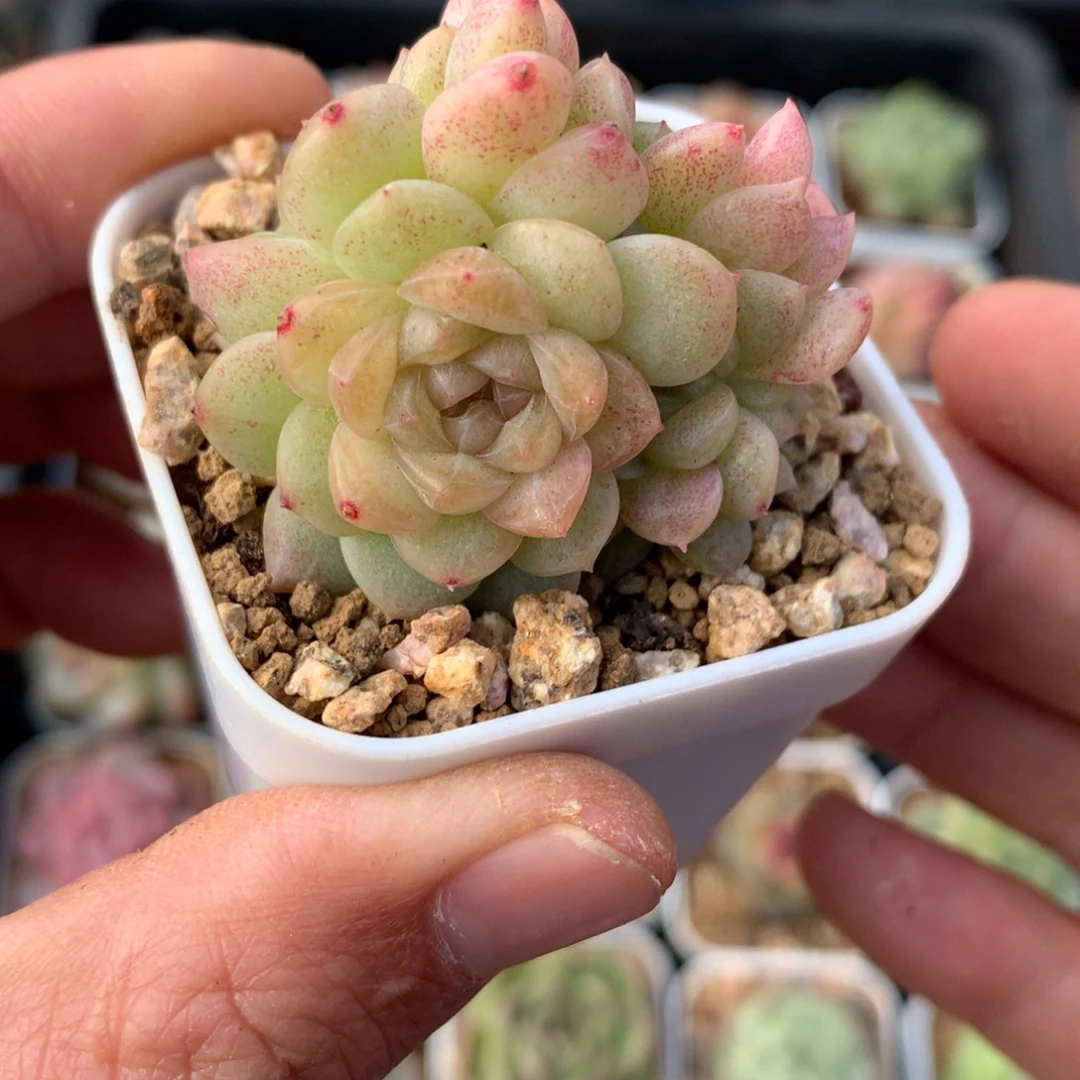 5头。   黄白体色。       9号