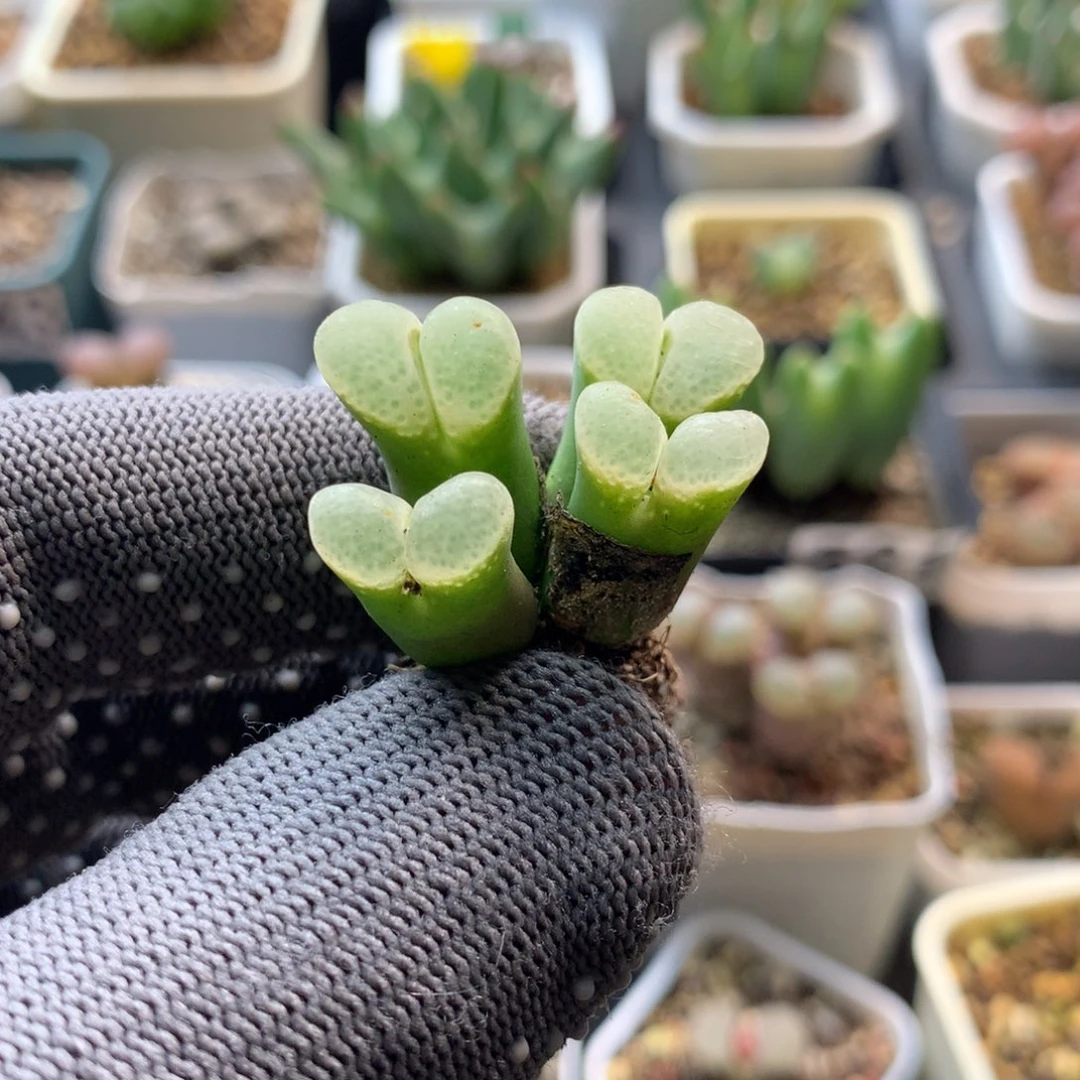 866粉樱风铃母本