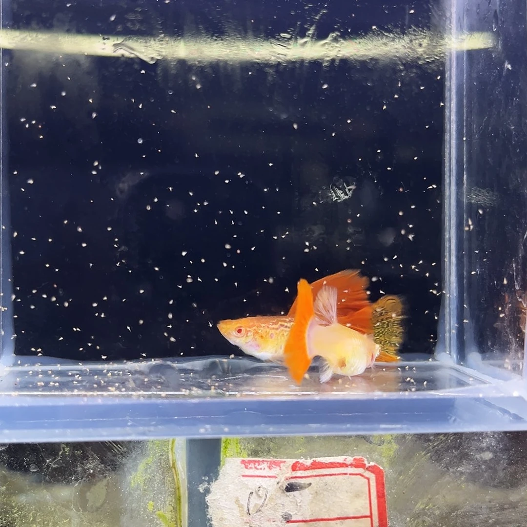 孔雀鱼红蕾丝大背一对