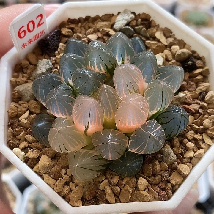 602湖斑霓虹灯玉露锦一物一拍