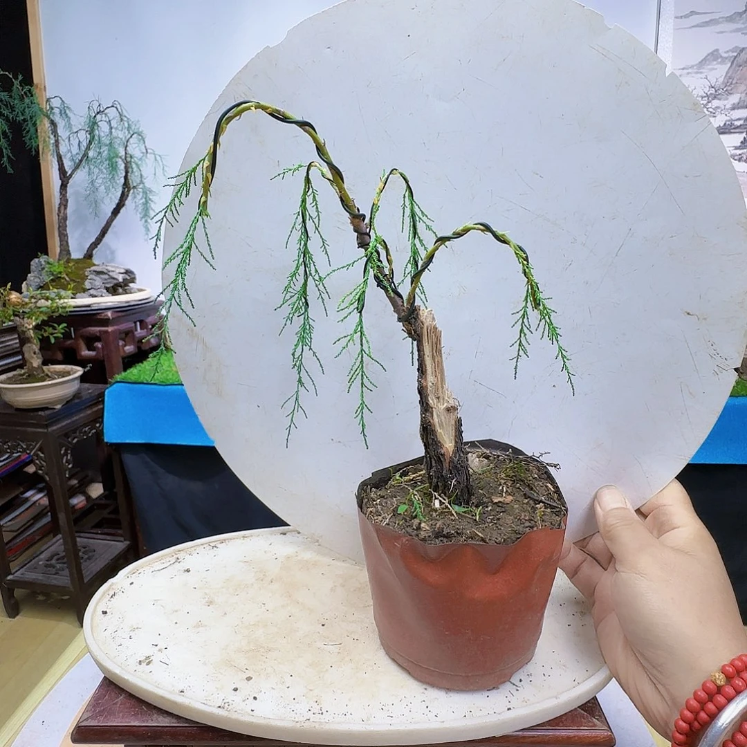 简***乐无花朵三春柳观音柳柽柳东海季军看