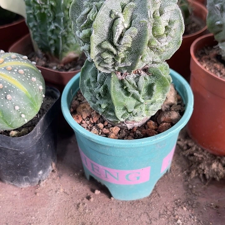仙人球开花仙人球上