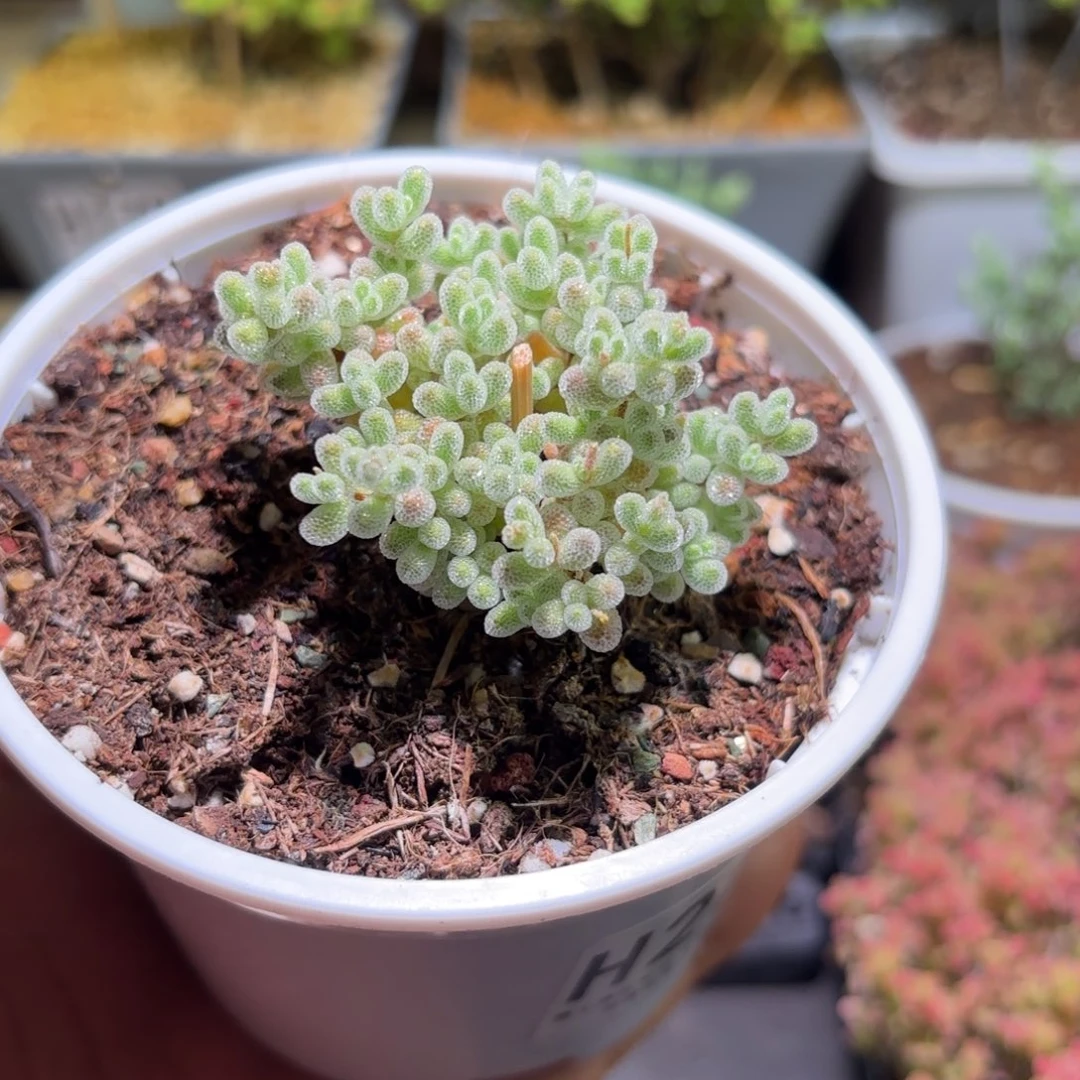 枝干番杏冰钻H276