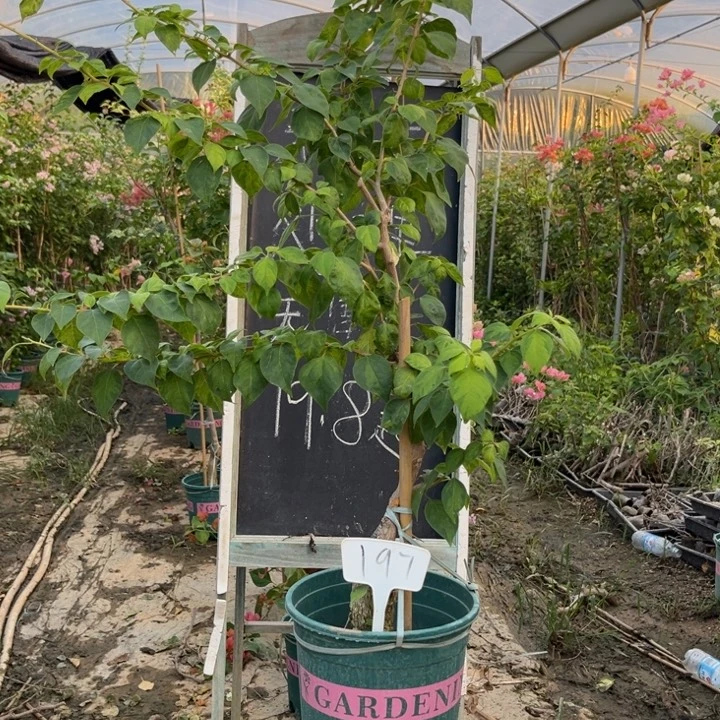 无花朵三角梅三角梅197
