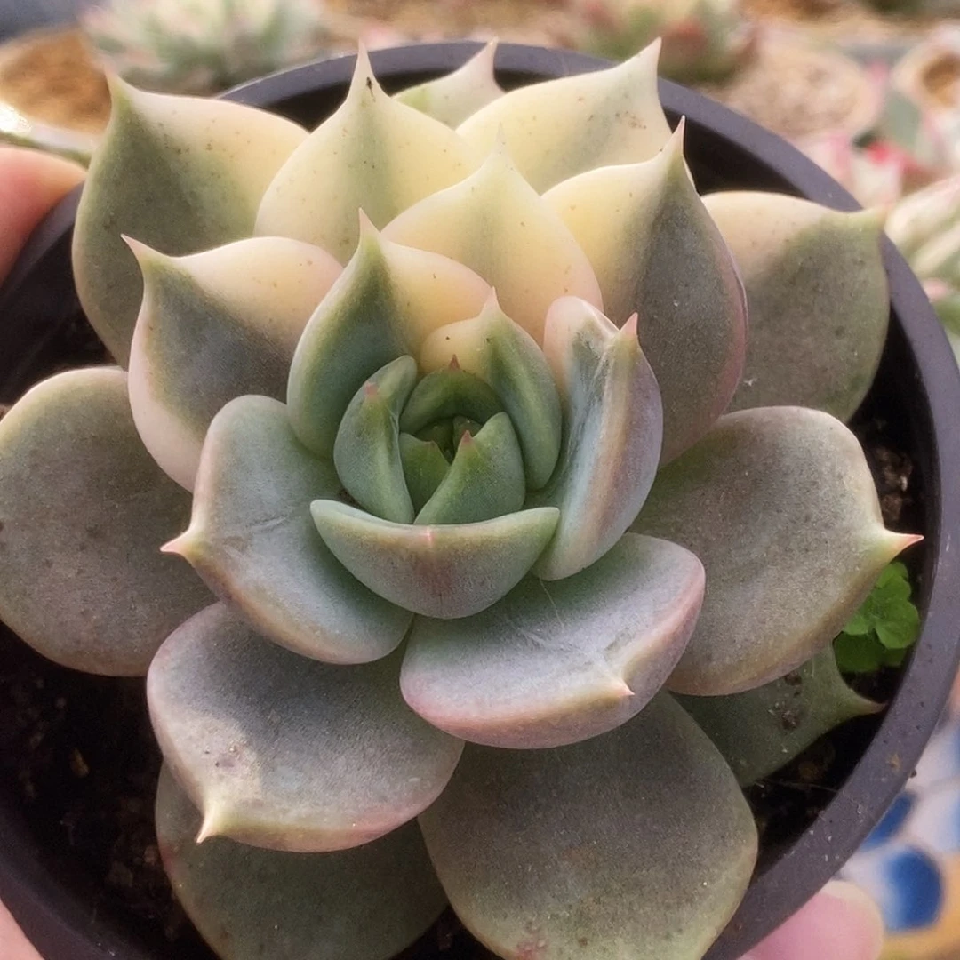 011贝加尔湖锦锦锦锦锦锦