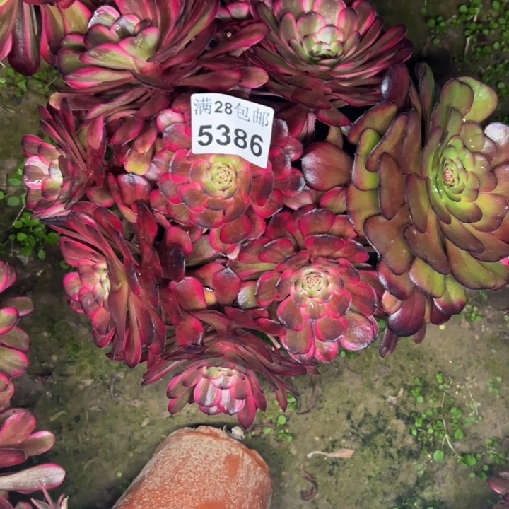 5386红金刚多肉植物