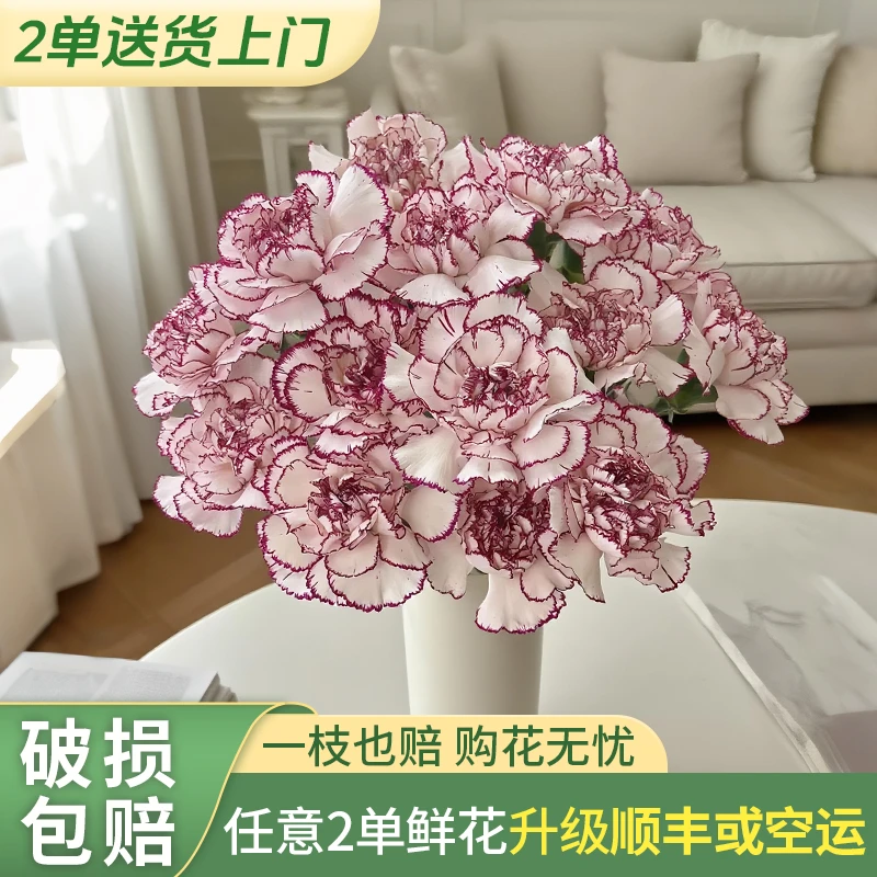【源头优选】紫精灵康乃馨-任意2单鲜花升级快递 发货后不支持退款