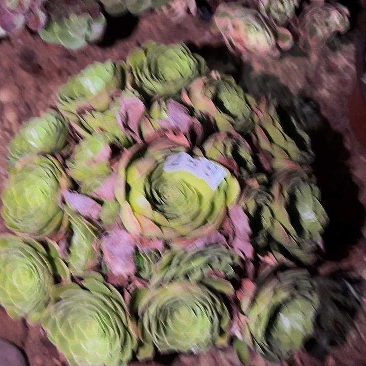 657万圣夜多肉植物不售后