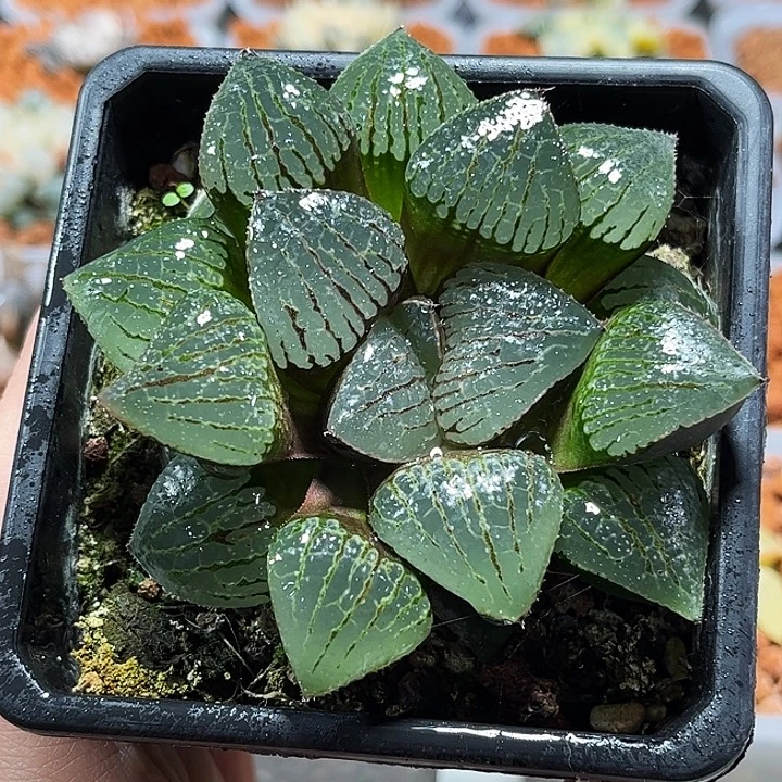 十二卷多肉香瓜岛