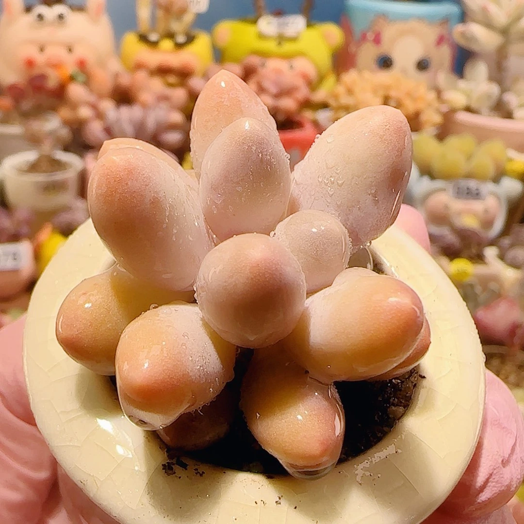 T福利汤圆盆口3.5cm