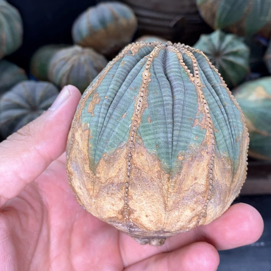 欧系实生布纹球多肉植物