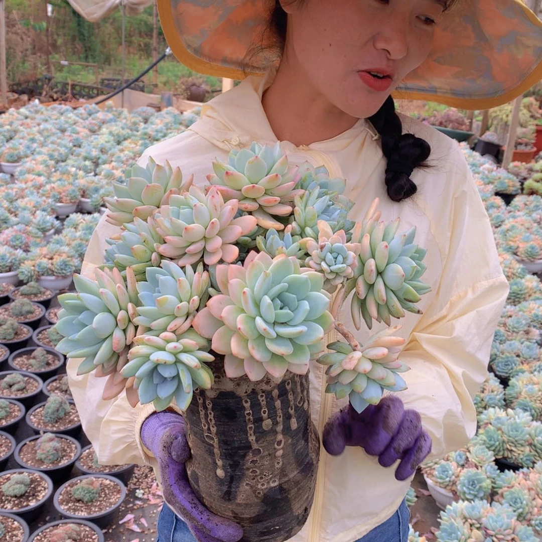 冷香25 多肉植物