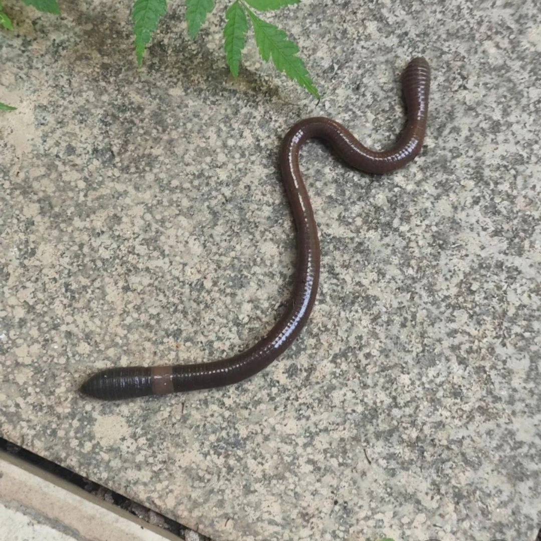 鲜活青黑蚯蚓味浓夏季钓黄鳝鲶鱼黑鱼地笼活饵
