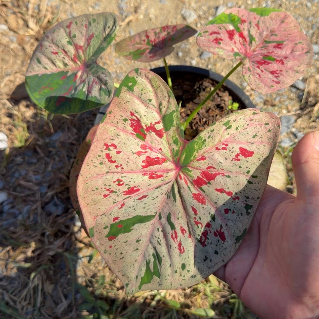 无花朵心肝宝贝 562