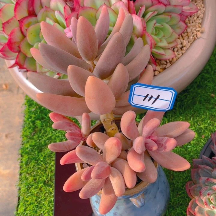 谢谢你的支持0000000111