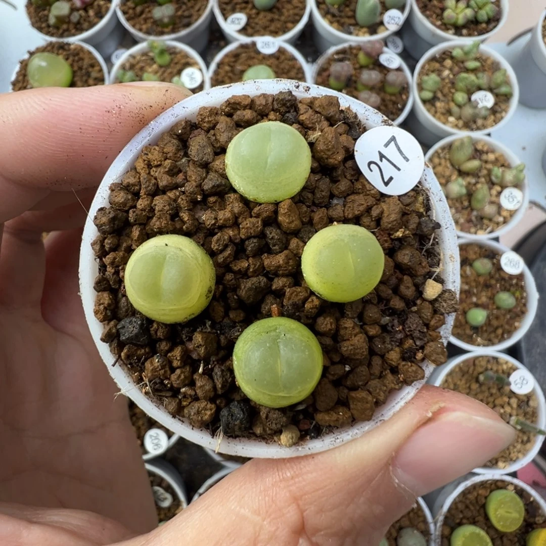 拉登一颗脱土2170000