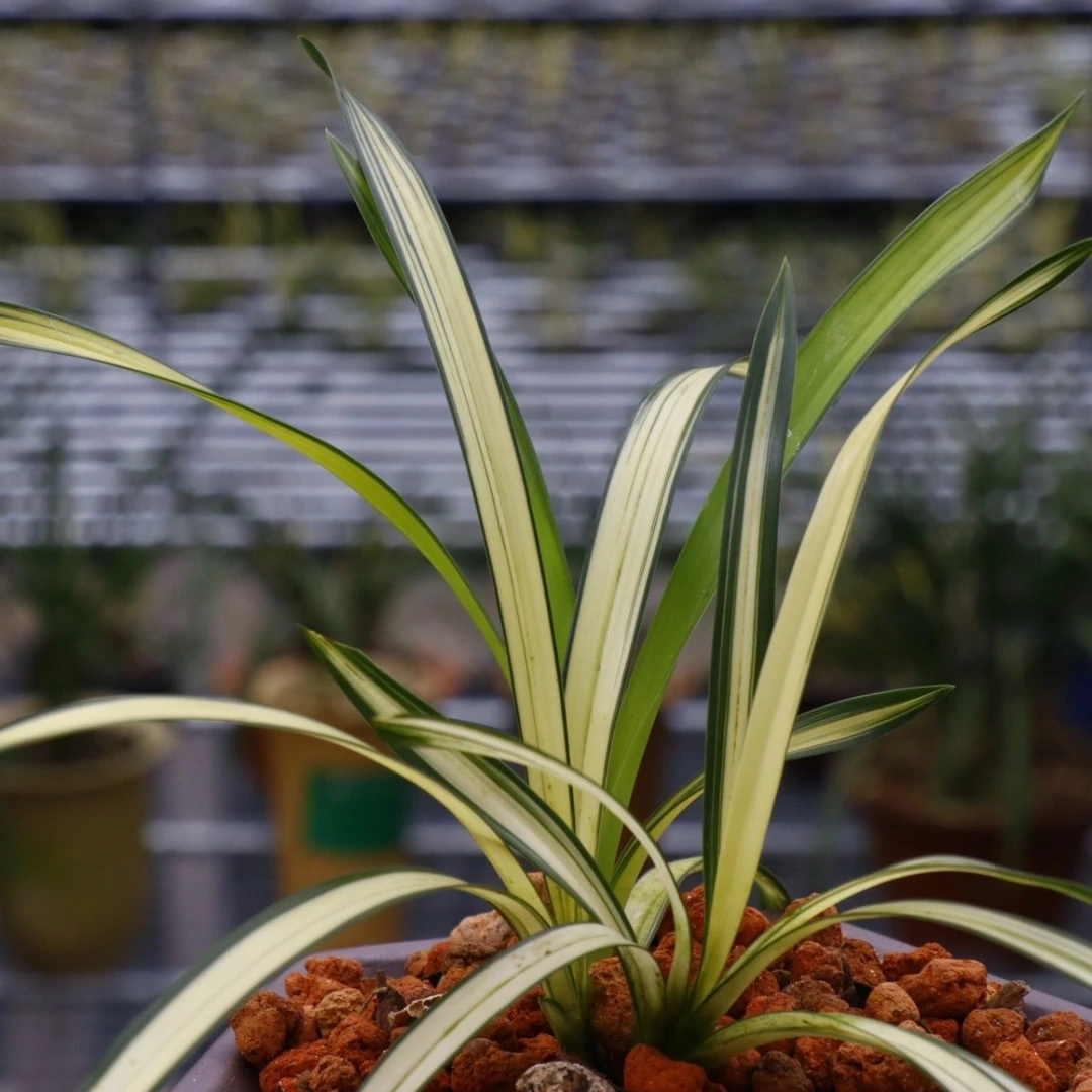 秋芝中透兰花稀有绿帽高端名贵浓香客厅室内阳台