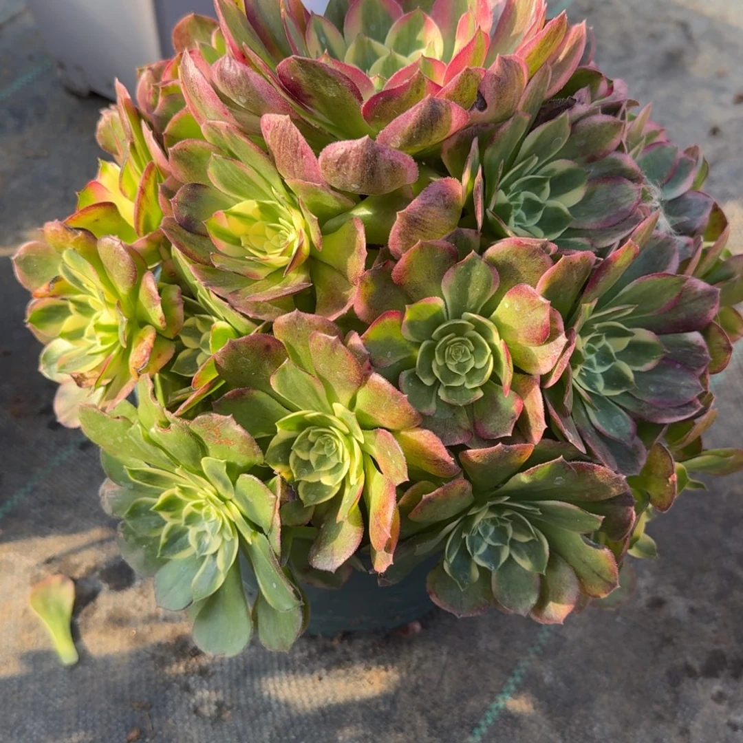 355海鲜多肉植物福利