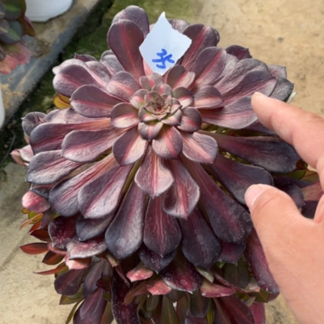 【闪购商品】35倾城中班多肉法师