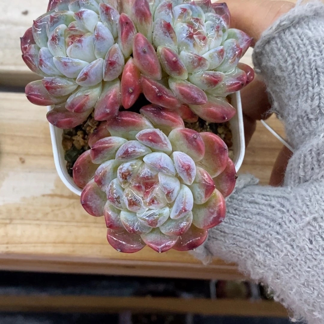 精品多肉一物一拍不包整101