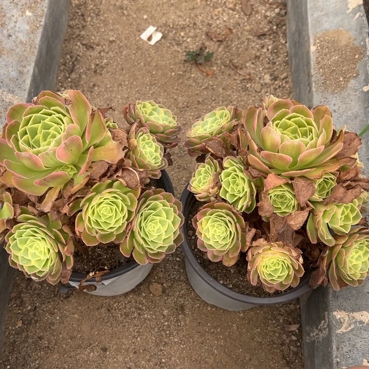 奶白两颗组多肉植物量
