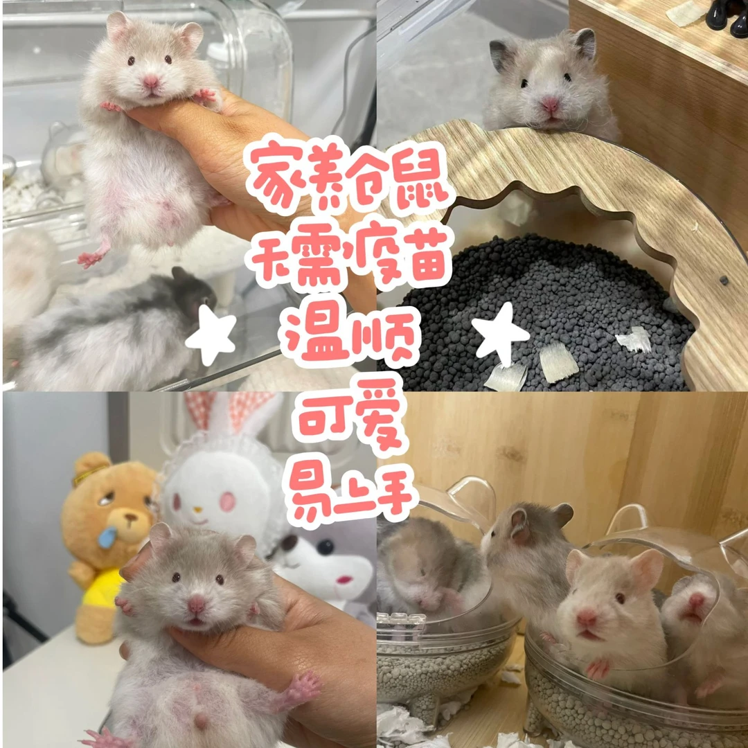 萌鼠来了家养温顺长毛金丝熊波利仓鼠宠物