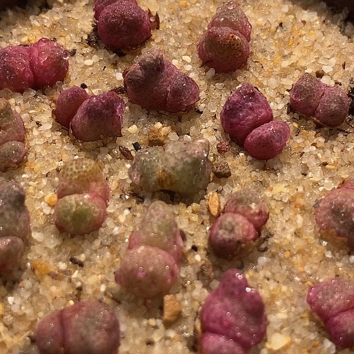 双头斑马955d一颗