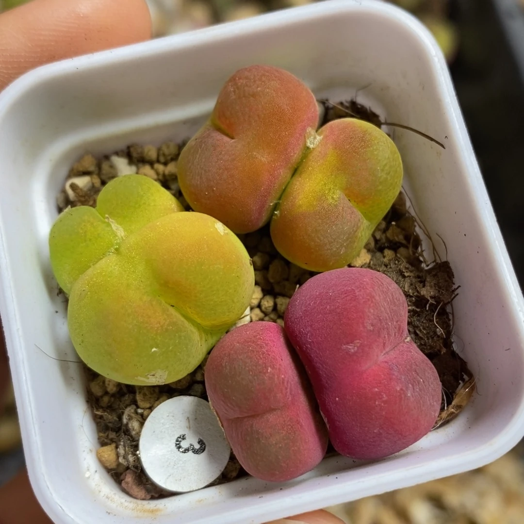 双头3颗多肉植物纤维3