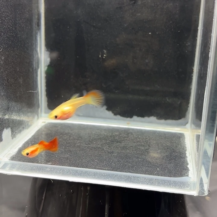 孔雀鱼银河琉璃玻璃猫孔雀鱼