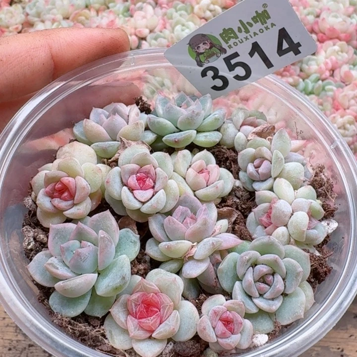 多肉植物多肉植物