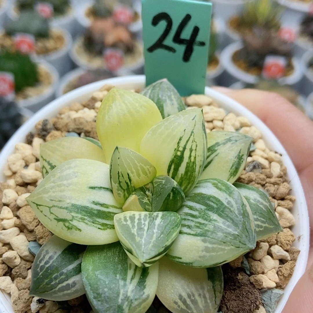 24实生寿锦111111