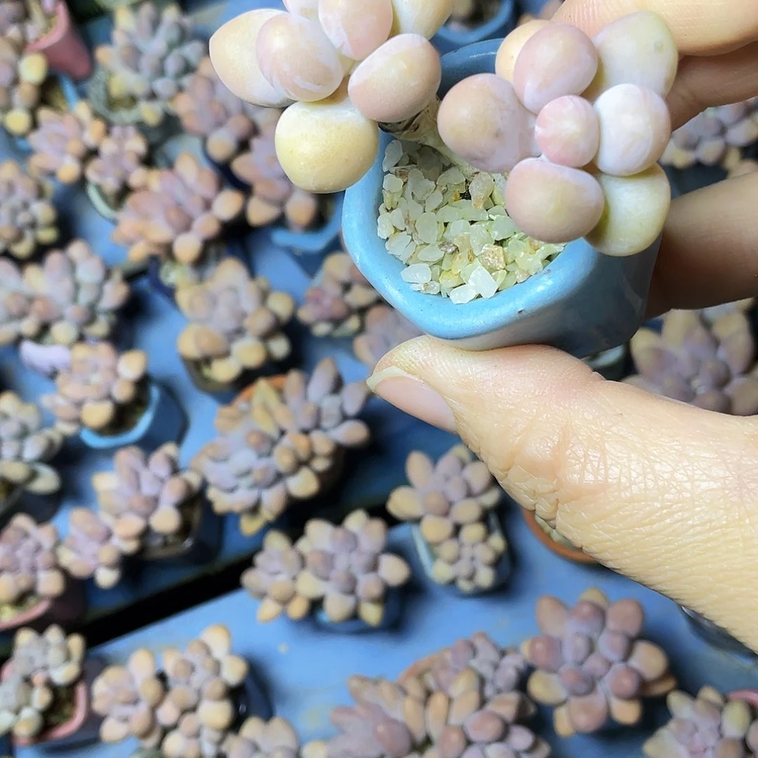 希***娅多肉植物的生长发育和生长