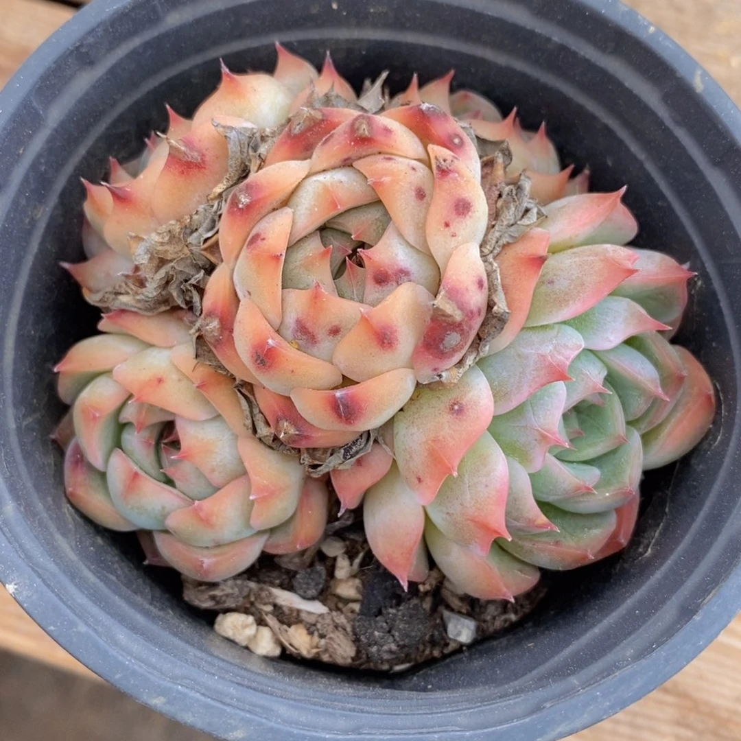 端午安康一物一拍精品_11