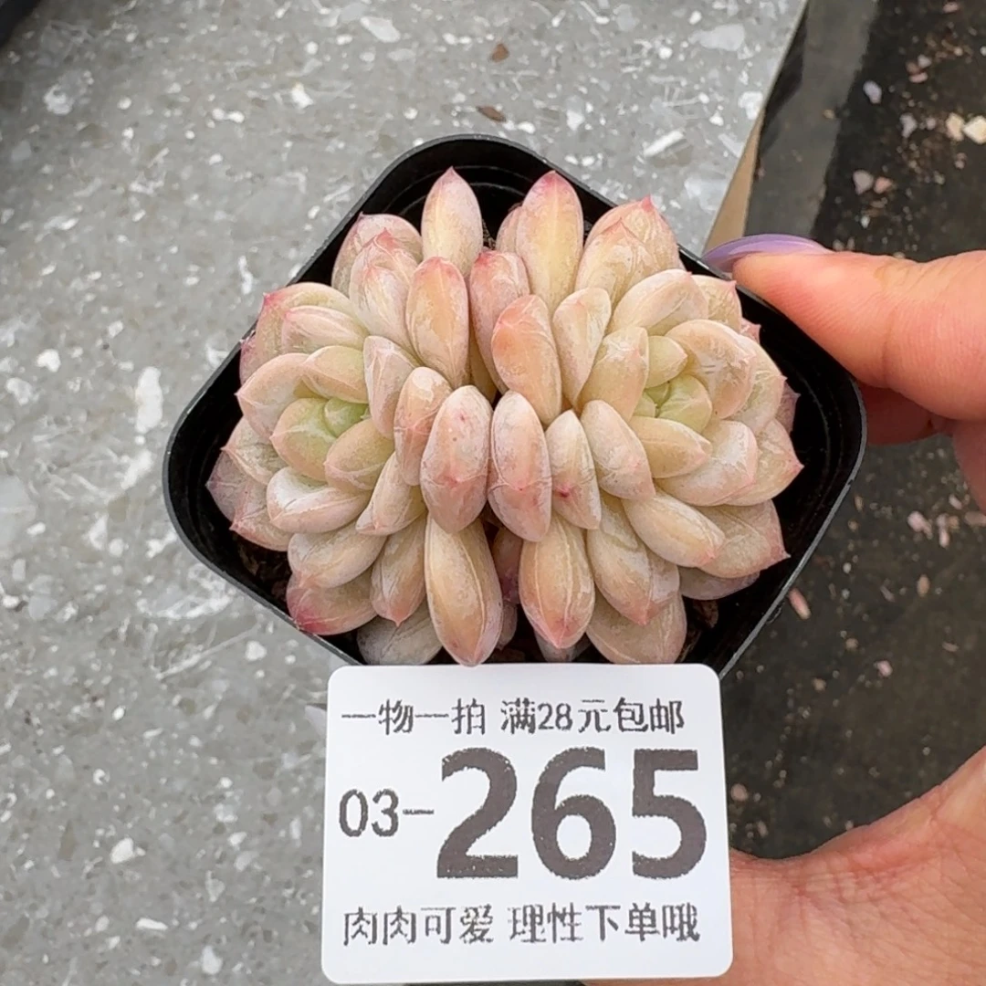 优选珍妮无盆土发货