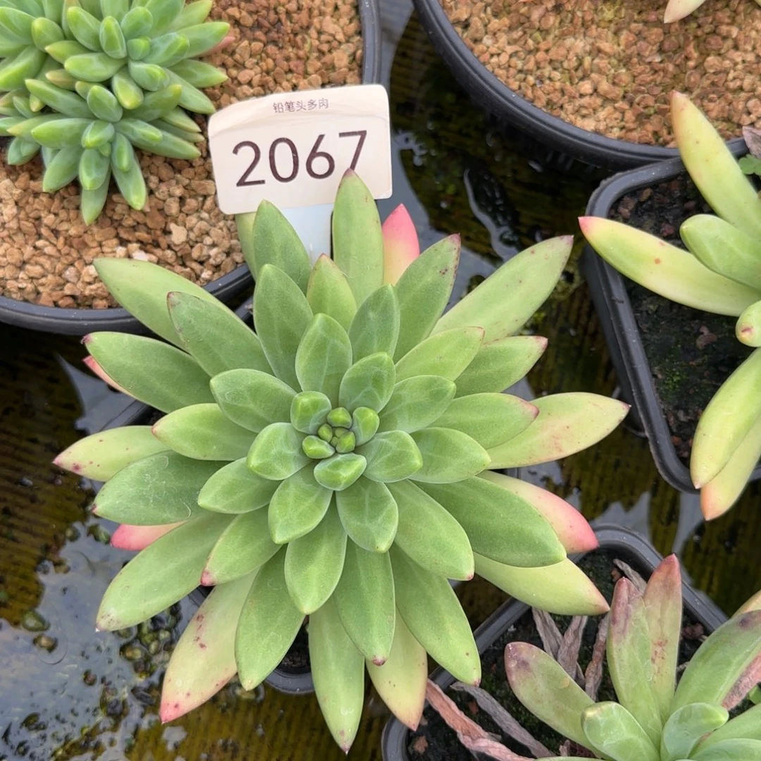橙色奇迹单头    2067号