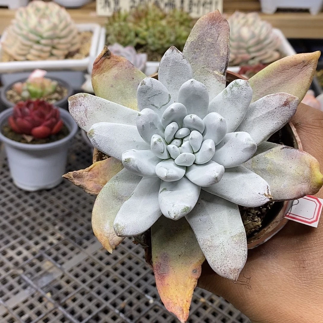 0109 老桩拇指 粗杆子 需延时发货