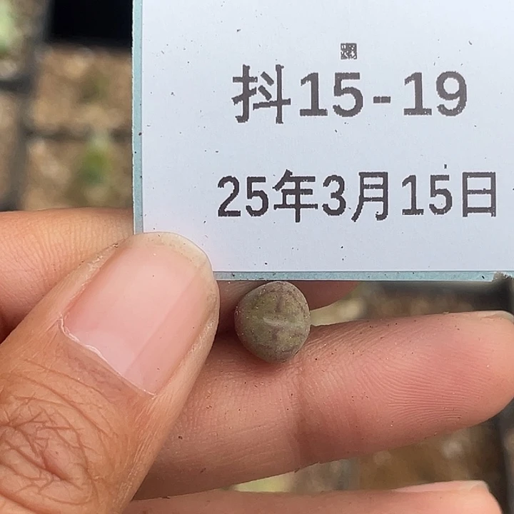 光*苍15-19肉锥多肉植物