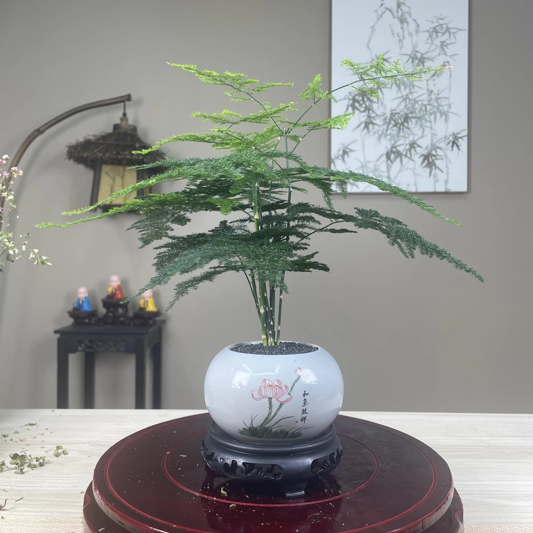 丛林文竹室内盆栽微景观茶桌书桌办公桌微景观花卉绿植