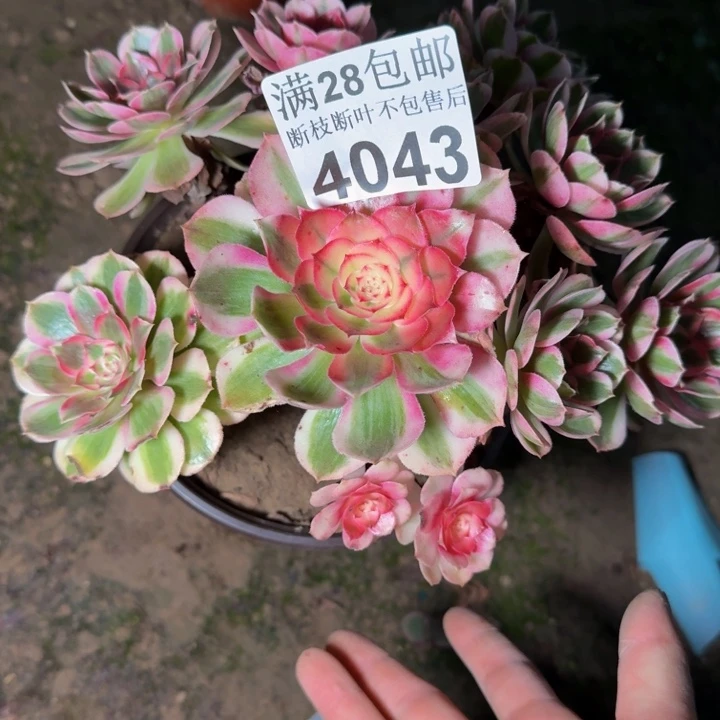 4043倾城不包断枝