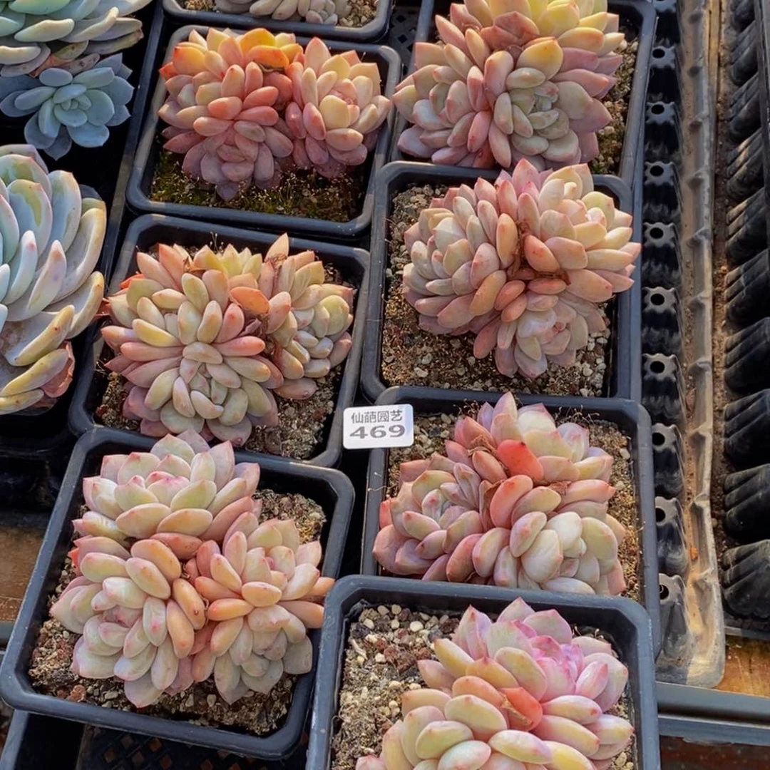 卓*王469的人生态度是一种