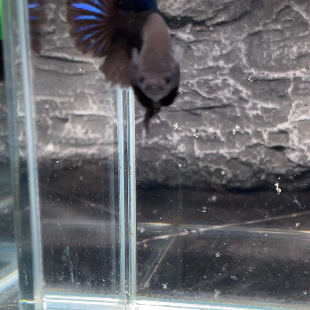 斗鱼黑天鹅将军公