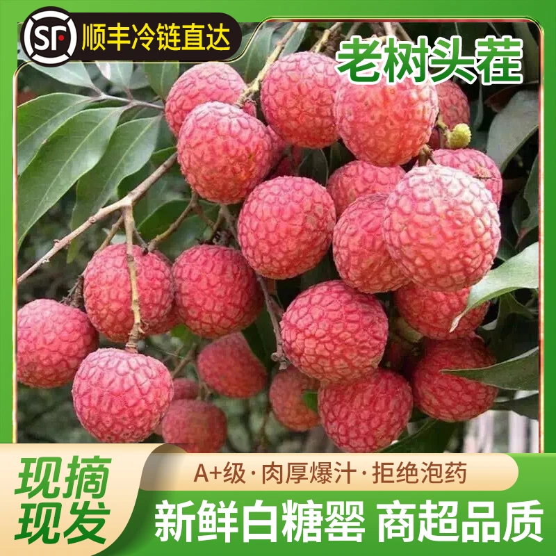 【顺丰现货】白糖罂荔枝新鲜现摘带箱5斤肉厚多汁当季新鲜水果XX