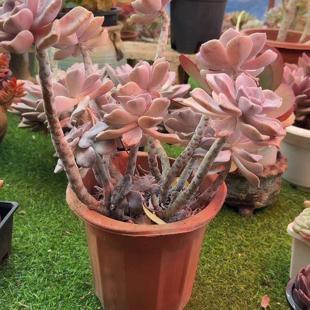 大紫乐一物一拍多肉植物