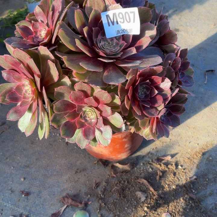 瑞妈，。。。。。。907莲花座，