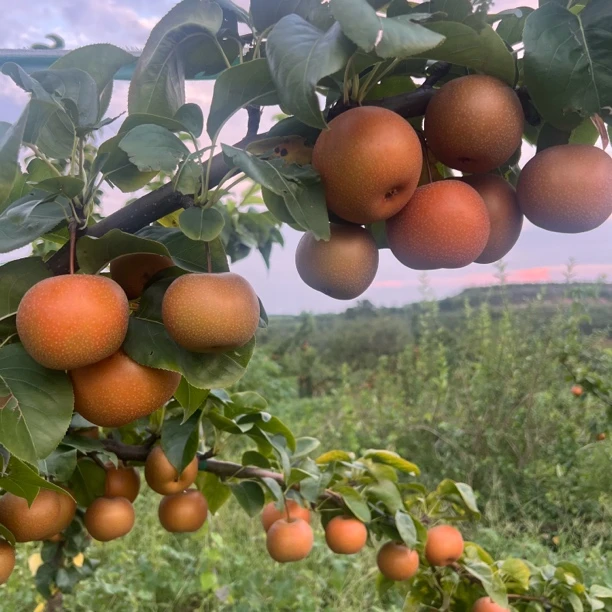 【汝阳小金果】蜜梨1号头茬软糯甘甜多汁新鲜现摘当季水果